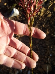 Struthiola macowanii