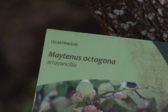 Maytenus octogona