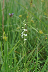Spiranthes aestivalis