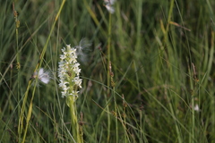 Dactylorhiza incarnata ochroleuca