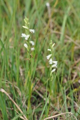 Spiranthes aestivalis
