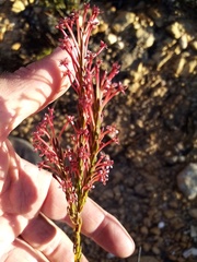 Struthiola macowanii
