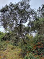Quercus × acutidens