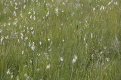 Dactylorhiza incarnata ochroleuca