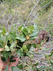 Quercus × acutidens