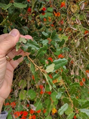Quercus × acutidens