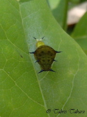 Graphium agamemnon
