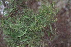 Scutia spicata pauciflora