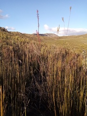 Struthiola macowanii