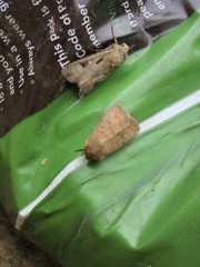 Hoplodrina octogenaria