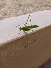 Acrometopa servillea