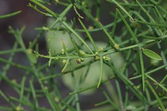 Scutia spicata pauciflora