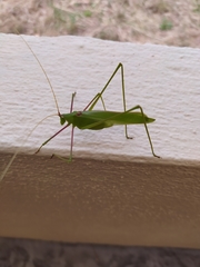 Acrometopa servillea