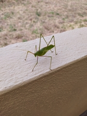 Acrometopa servillea