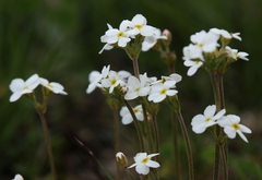 Androsace obtusifolia