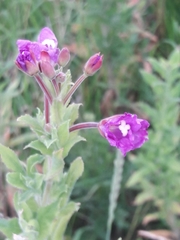 Epilobium hirsutum