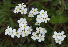 Androsace obtusifolia