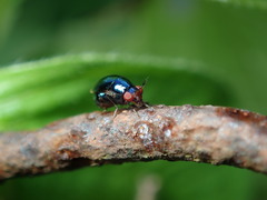Spaniocelyphus palmi