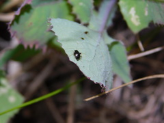 Halticini