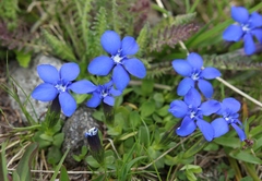 Gentiana brachyphylla brachyphylla