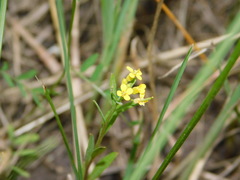 Erysimum cheiranthoides