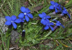 Gentiana brachyphylla brachyphylla