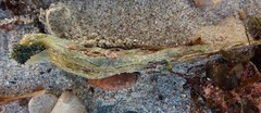 Malleus meridianus