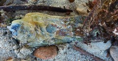Malleus meridianus