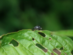 Nanophyinae