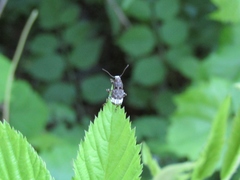 Eurymycter