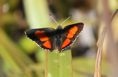 Capys alphaeus alphaeus