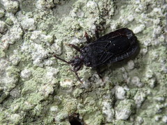 Brachyrhynchus membranaceus