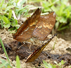 Charaxes bernardus