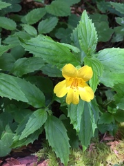 Erythranthe dentata