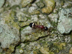 Dolichoderus sibiricus