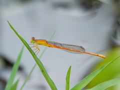 Ceriagrion rubiae