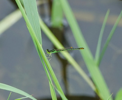 Agriocnemis kalinga