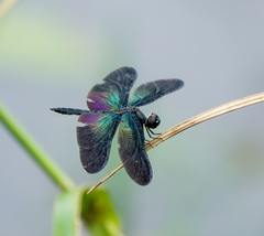 Rhyothemis plutonia