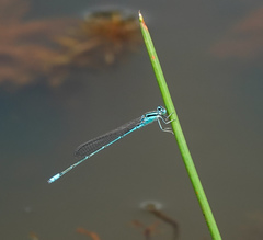 Pseudagrion australasiae
