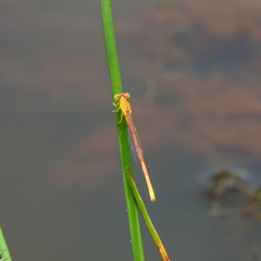 Ceriagrion rubiae