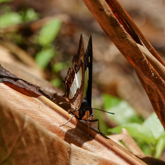 Polyura