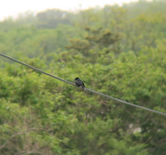 Dicrurus macrocercus