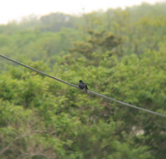 Dicrurus macrocercus