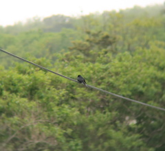 Dicrurus macrocercus