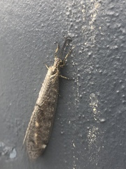 Distoleon tetragrammicus