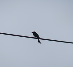 Dicrurus macrocercus