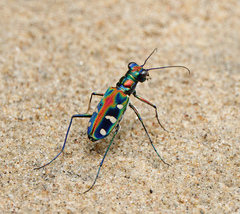 Cosmodela virgula