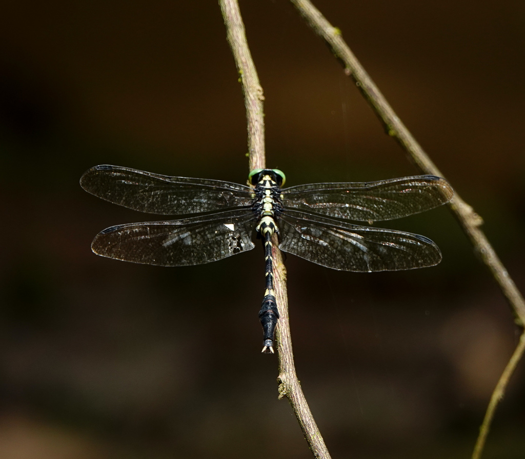Macrogomphus seductus