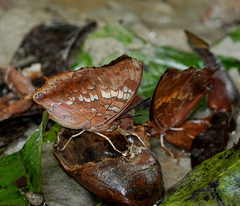 Charaxes bernardus