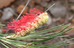 Grevillea hookeriana